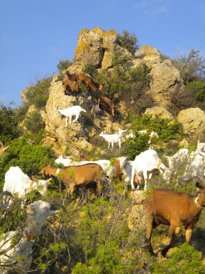 Chez Tatie Ménie Panzió Fraissé-des-Corbières Kültér fotó