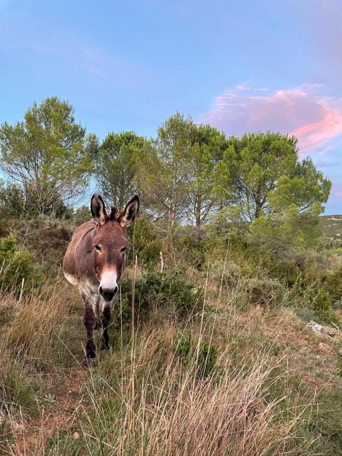 Chez Tatie Ménie Panzió Fraissé-des-Corbières Kültér fotó